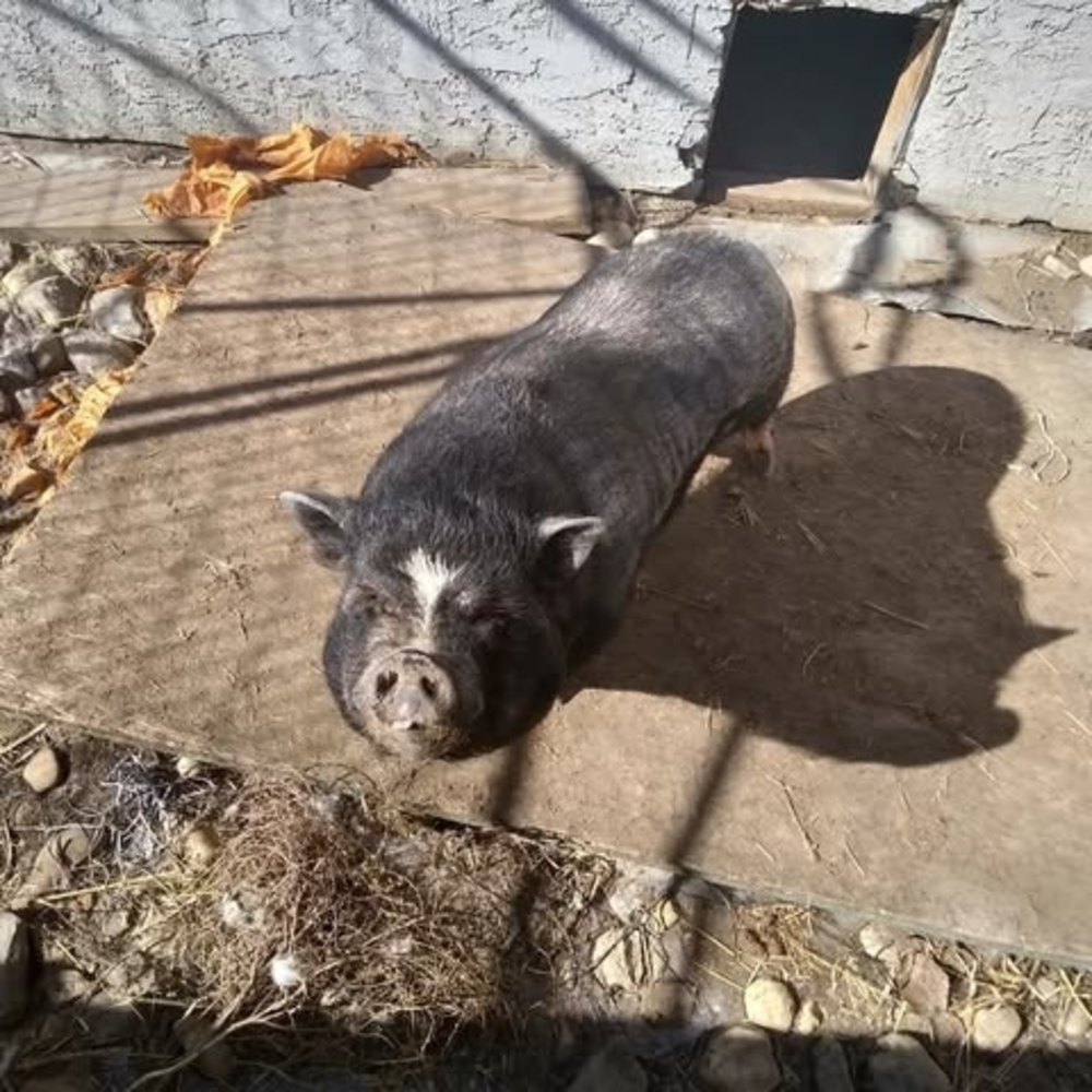 Meet your Posher, Cj